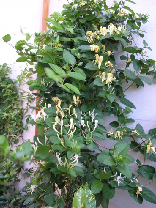 Lonicera caprifolium. In fiore da maggio.